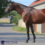 FURIOSO XXX-16 SK/ČARDÁŠ G